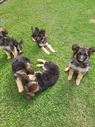 Pure German shepherd puppies image 2