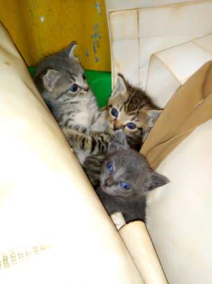 Cute kittens ready to rehome image 4