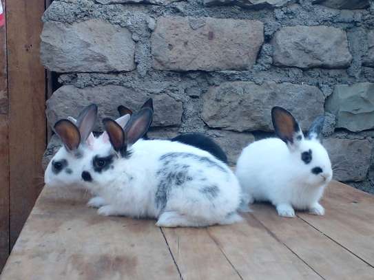 Rabbits kits available for sale image 3
