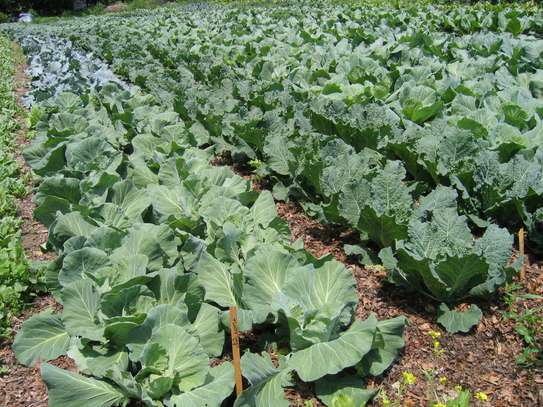 Landscaping & gardening services in Nairobi | Give us a call today. image 5