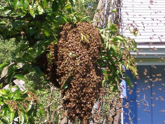 Nairobi: Live Bee Removal & Honey Bee Removal | Free Quote image 2