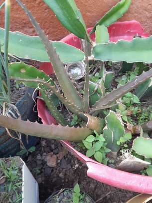 Ported Aloe Vera Plant image 5