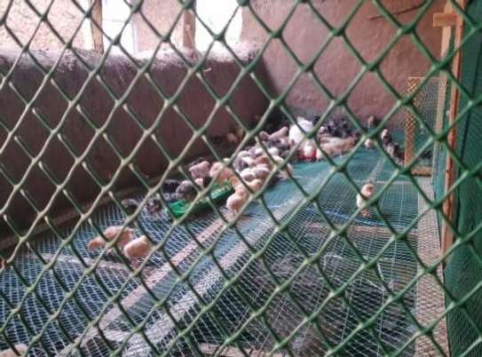 PLASTIC POULTRY MESH image 3