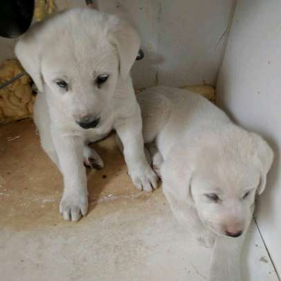 Akbas puppies for sale image 1