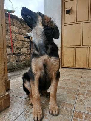 3.3 months Big Boned GSD Puppy Available image 7
