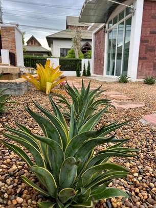 Landscaping/exterior designs image 5