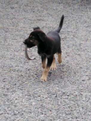 5 month old German Shepherd Rottweiler mix puppy image 4