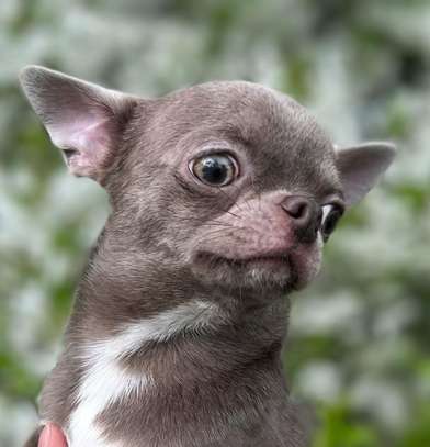 Female Chihuahua puppy image 1