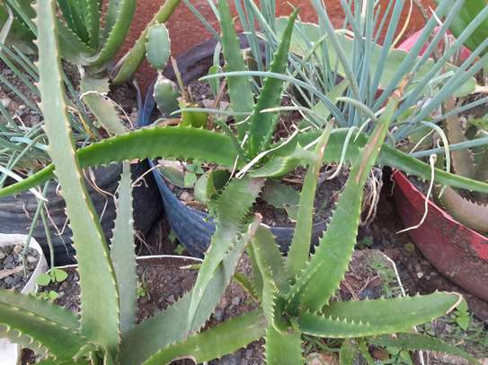 Ported Aloe Vera Plant image 3
