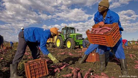 Are you an Employer looking for reliable staff/ Farm Workers? image 14