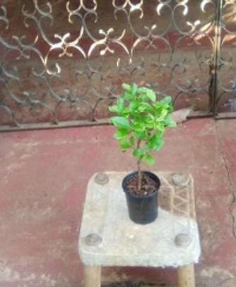Plant A Lemon Tree In Your Backyard ! image 3