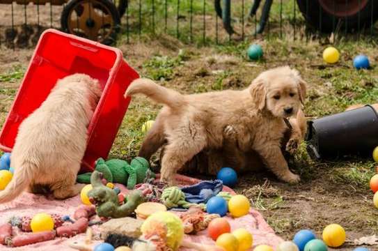 Golden Retriever  puppies for sale image 1