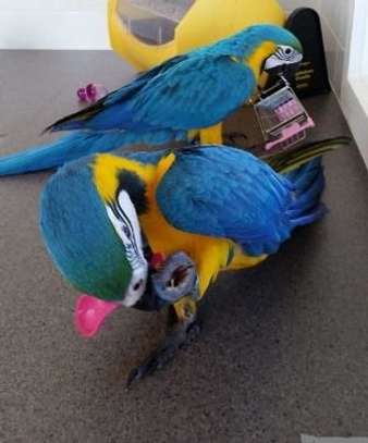 Blue and Gold Macaw parrots for adoption. image 1