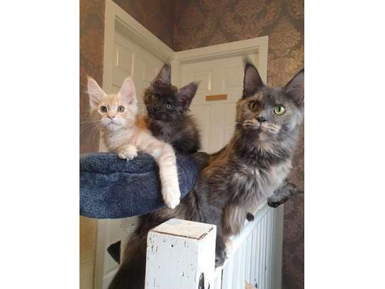 Male and female Maine Coon kittens image 1