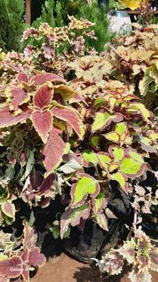 Faith's-Line Landscapers image 6