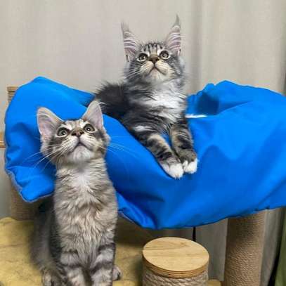 Maine coon kittens male and female available image 1