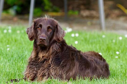 Home Dog Training-Dog Obedience & Behavior Training image 9