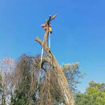 Professional Tree Removal - Contact Us For a Free Estimate image 2