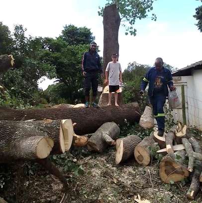TREE Felling and tree removal Mombasa,Bamburi,Bungoma image 5