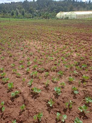 50 by 100 plots image 1