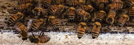 Nairobi Killer Bees Removal Service -Available 24/7 image 3