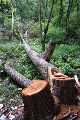 Bestcare Professional tree felling,Tree cutting,Tree Pruning & Trimming Specialists. image 3