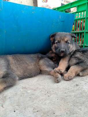 gsd pups for sale image 2