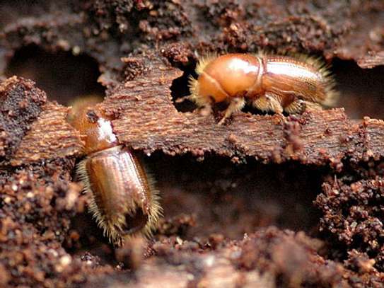 Bed Bug Extermination In Nairobi- Bed Bug Fumigation Ruaka image 4