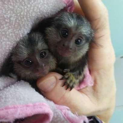 Marmoset Monkeys for sale image 3