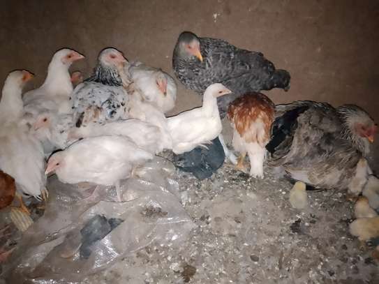Healthy Mixed Breed Young Chickens for Fresh Eggs image 3
