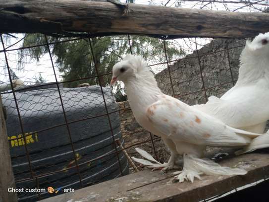 Fancy pigeons image 12