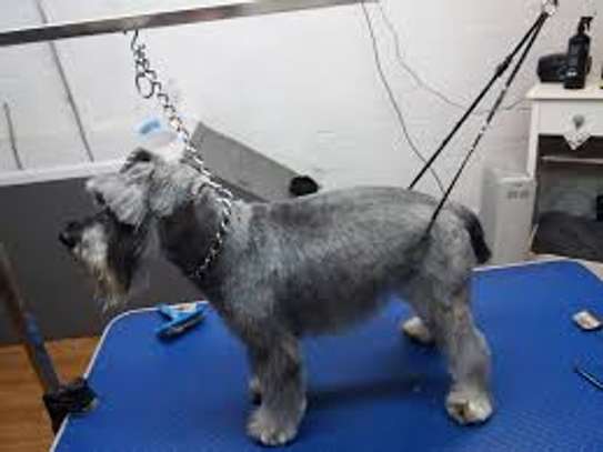 Dog Grooming Nairobi : Baths & Nail Trimming.Full grooming services from baths, haircuts, nail trimming, & more. image 5