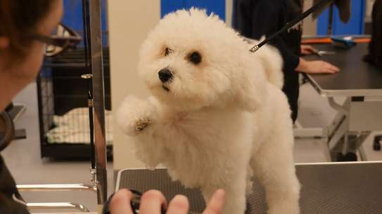 Top10 Mobile Dog Grooming Services & Dog Groomers Near Me image 8