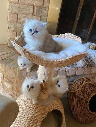 Persian Kittens image 1