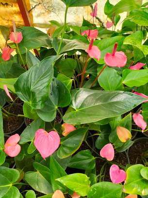 Anthuriums-white,pink,red,purple,orange image 2