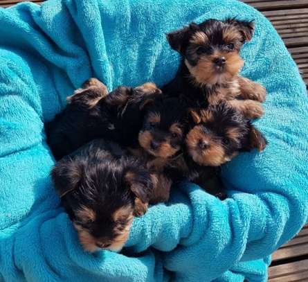 Yorkie Puppies ready for their new home. image 1