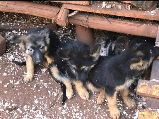 German shepherd pure bred puppies image 7