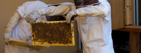 Beekeeping Service | From hive installation to honey harvesting, we provide everything that makes home beekeeping a simply beautiful pleasure for you.Call Us for Information image 5