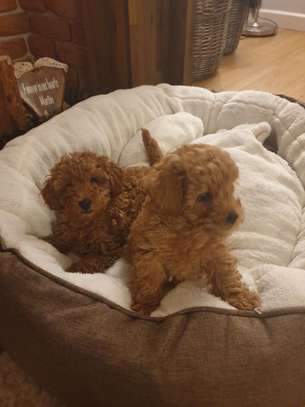 Poodle puppies looking for good home image 2