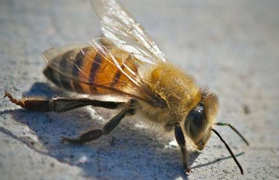 24Hr Bee Control Service | Bee Removal Service. Call Us 24/7-Free Quote image 7
