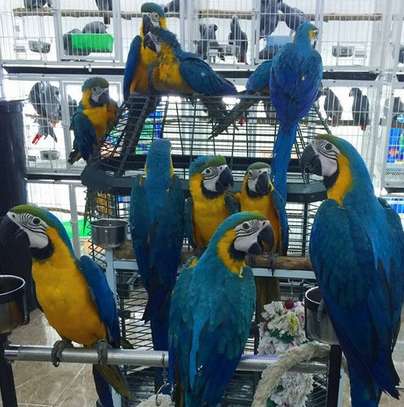 Beautiful Sweet Blue And Gold Macaw parrots ready now. image 1