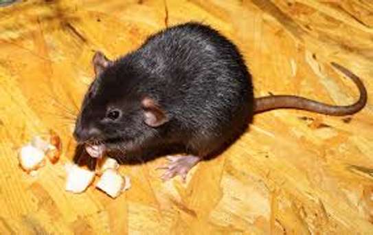 Guaranteed Rat Extermination Services In Nairobi image 3