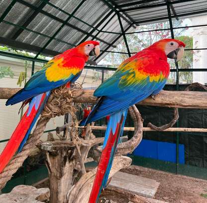 Green-winged Macaw parrots available now image 2