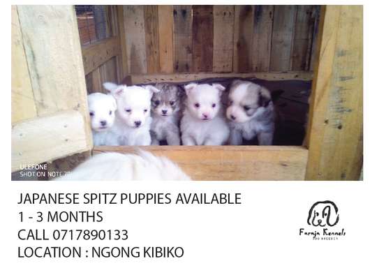 Japanese Spitz Puppies image 4