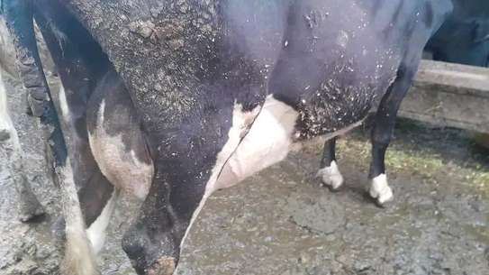Powerful Frisian breed image 1