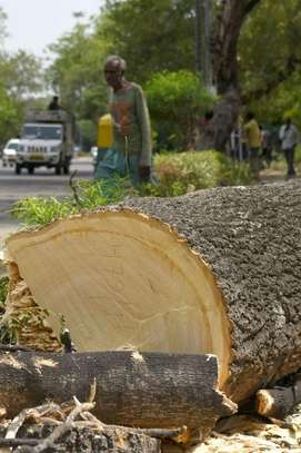 Expert Tree Cutting Services | Tree Cutting and Stump Removal Services| Bestcare Tree Service | Tree Trimming Service | Tree Removal And Landscaping | Affordable Tree Cutting Services | Bestcare Tree Trimming | Reliable Tree Cutting Service in Nairobi | Tree Cutting Services Nairobi.Get A Free Quote Now. image 4