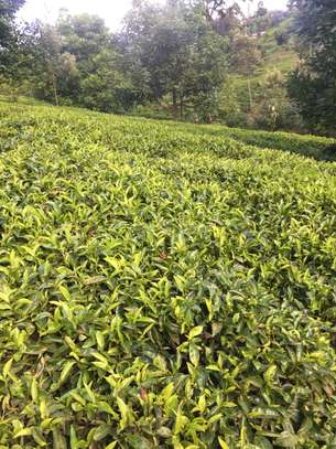 5 acres Tea plantation Kagwe image 3