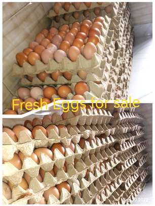 Fresh layers eggs for sale image 1