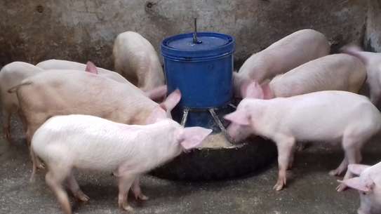 automatic pig feeder,Tyre model image 5