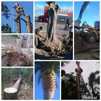 Cheap Tree Cutting Services Nairobi and Surrounding. image 2